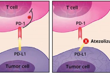 atezolizumab-blocking-PD-L1